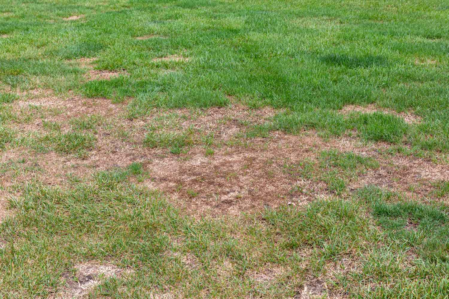 Dead, brown grass caused by nitrogen burn from dog waste left in a yard