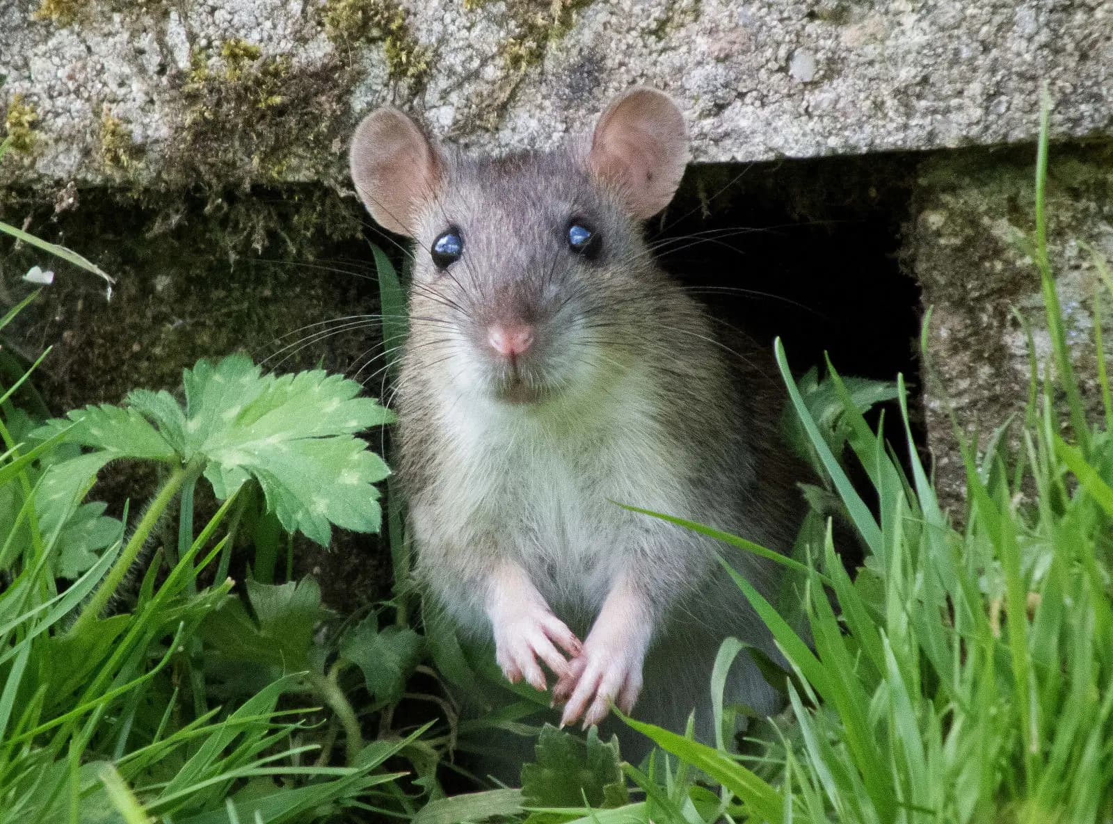 A rat in an urban yard — dog waste is a primary food source that attracts rats to San Francisco homes